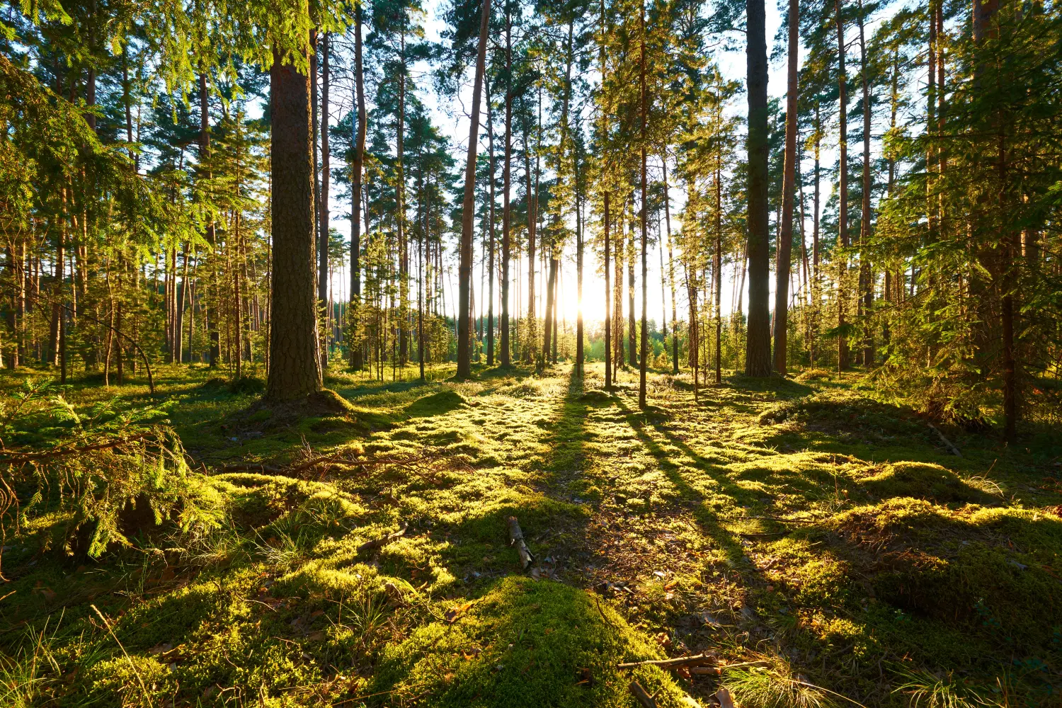 Sonnenaufgang im Kiefernwald von Stephanie Feist